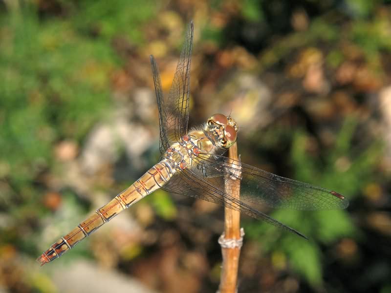 Sympetrum striolatum (Charpentier, 1840)